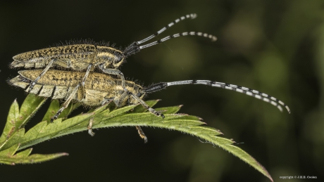 Gewone distelboktor(s)