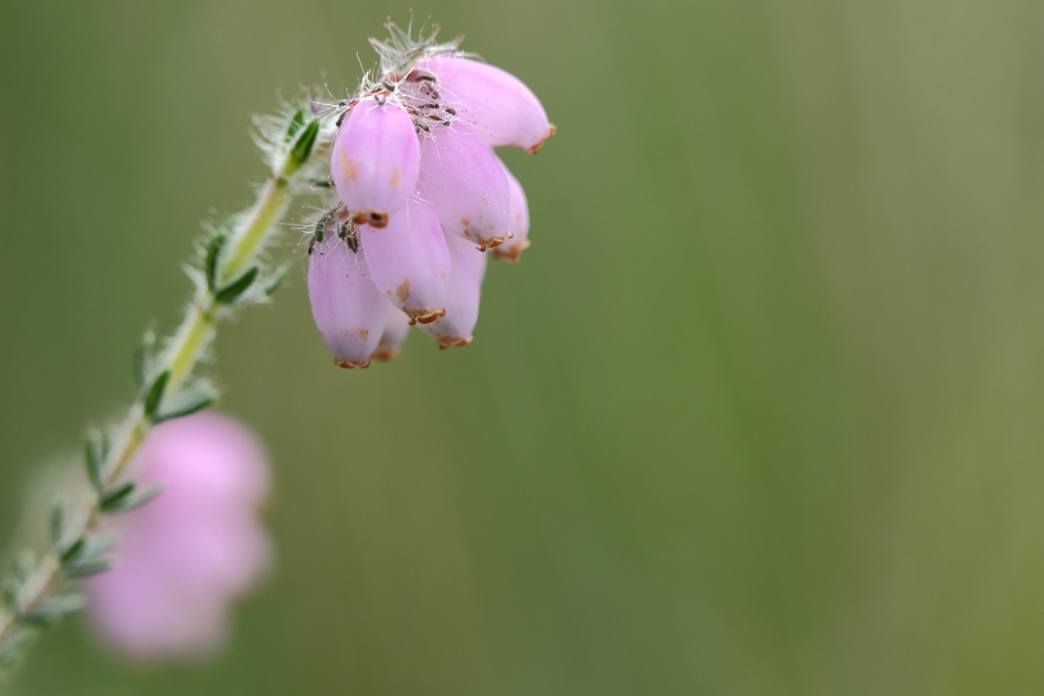 gewone dophei - Planten - 