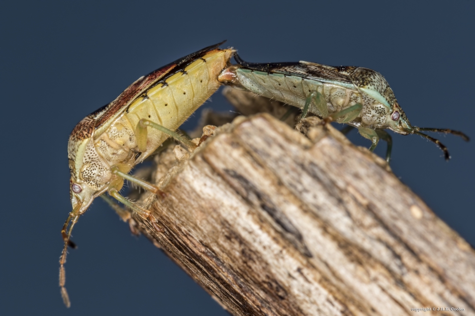 Gewone kielwants(Elasmucha grisea) - Geleedpotigen - Gewone kielwants