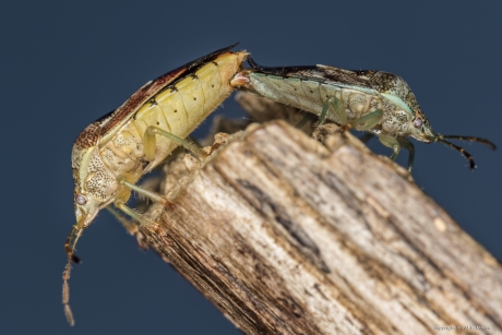 Gewone kielwants(Elasmucha grisea)