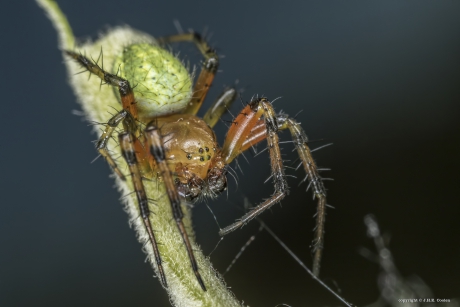 Gewone Komkommerspin (man)