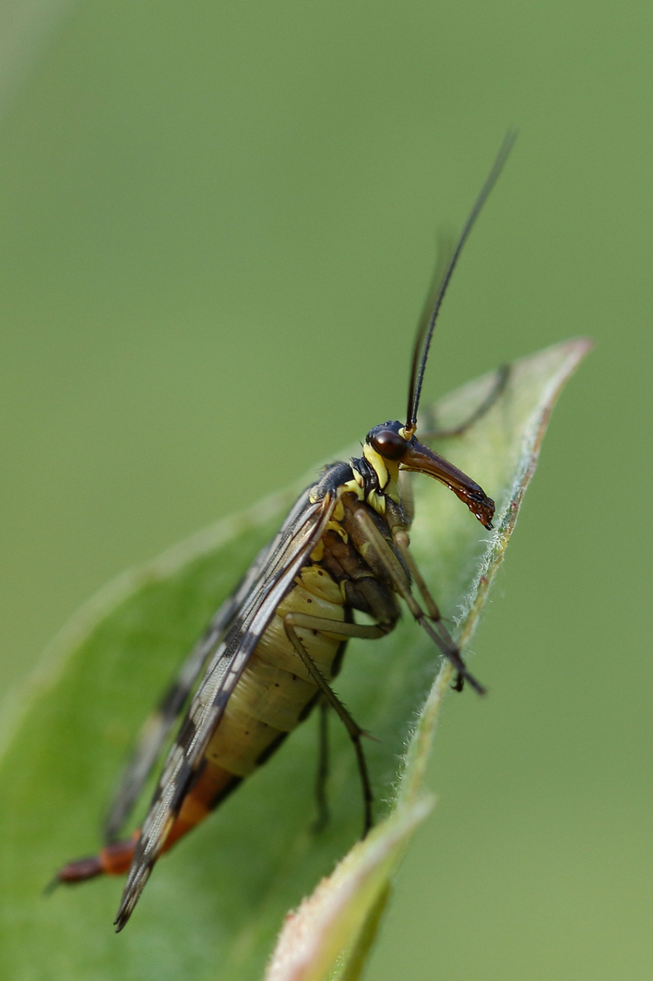 gewone schorpioenvlieg -v- - Geleedpotigen - 