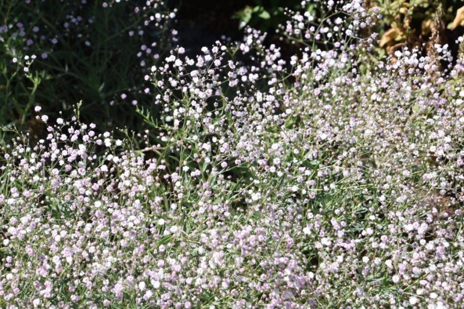 Gipskruid - Planten - 