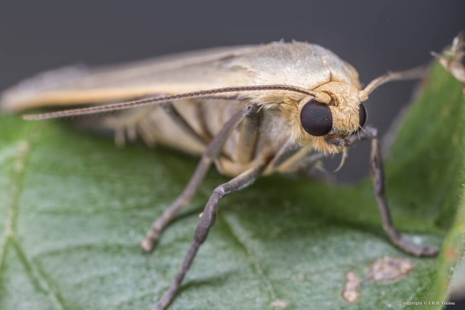 Glad beertje (Eilema griseola) - Geleedpotigen - Glad beertje