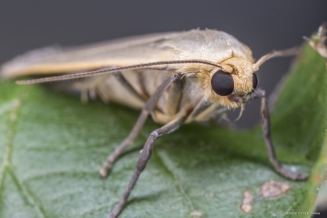 Glad beertje (Eilema griseola)
