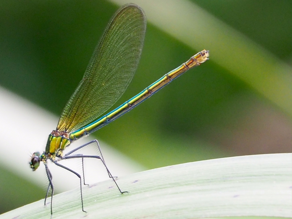 Glans - Geleedpotigen - Weidebeekjuffer, vrouw