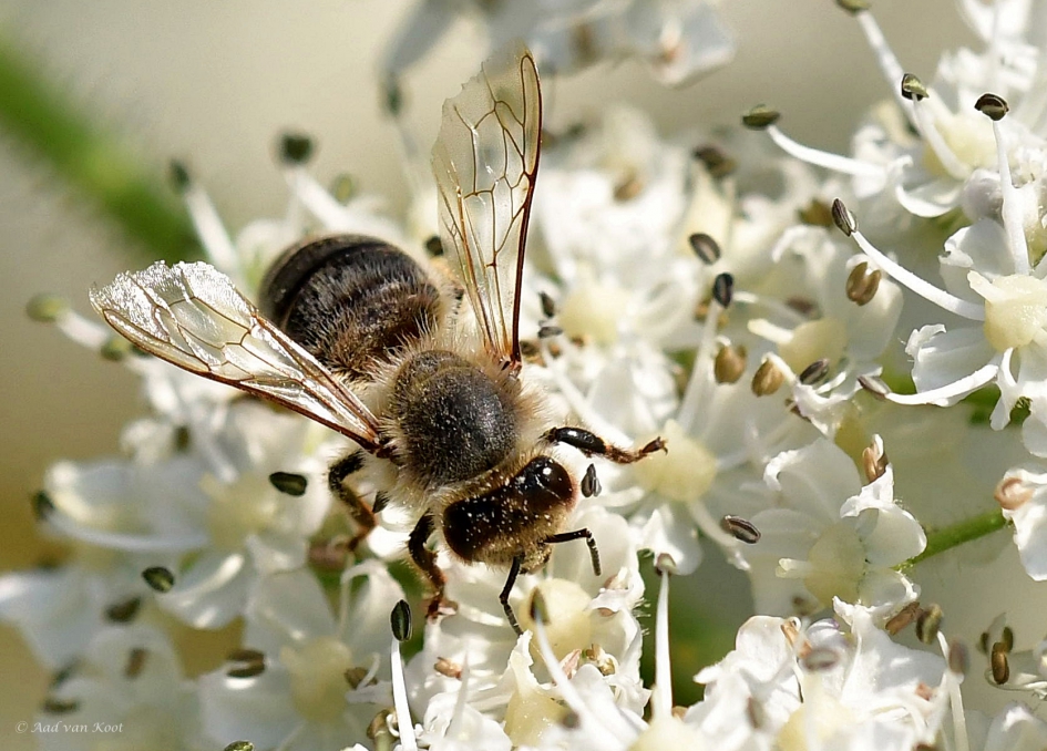 Glas in lood vleugels - Geleedpotigen - 