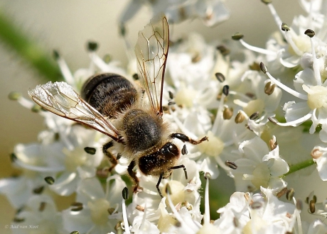 Glas in lood vleugels