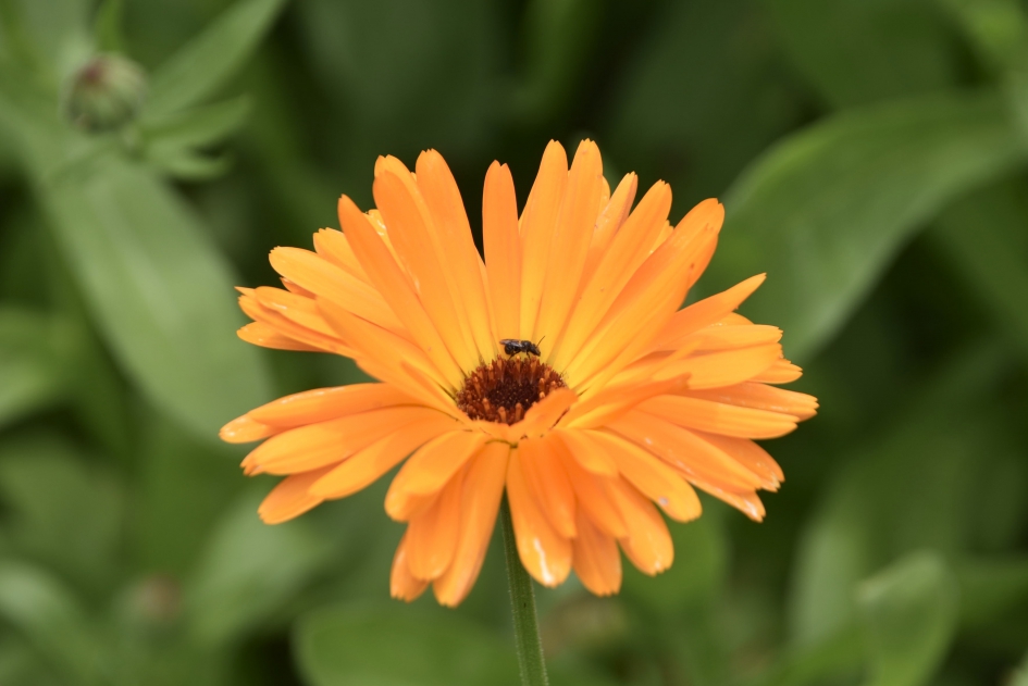 Goudsbloem - Planten - 