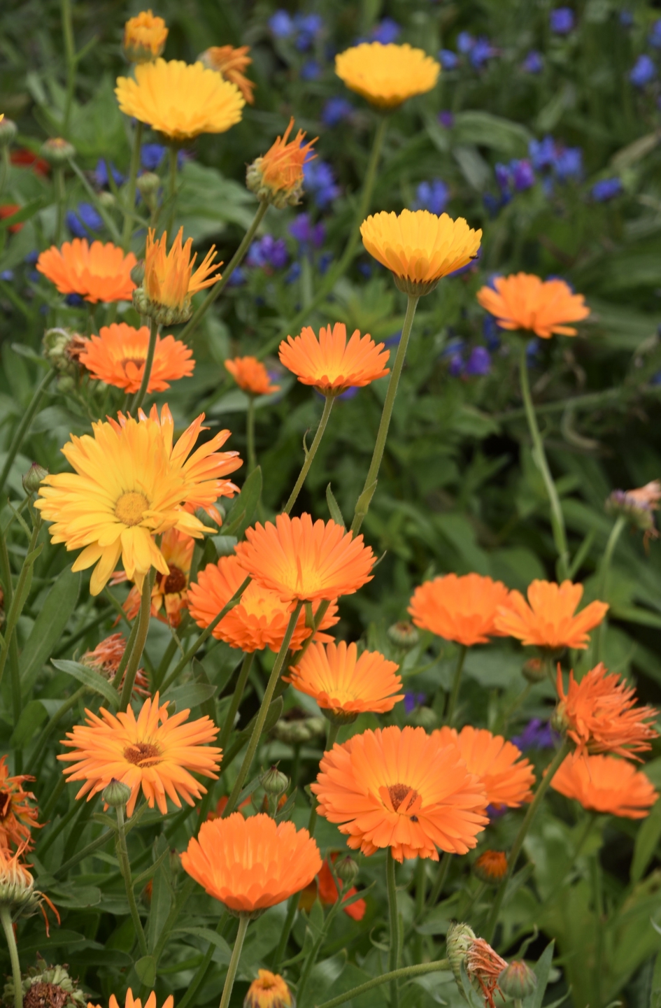 Goudsbloemen - Planten - 