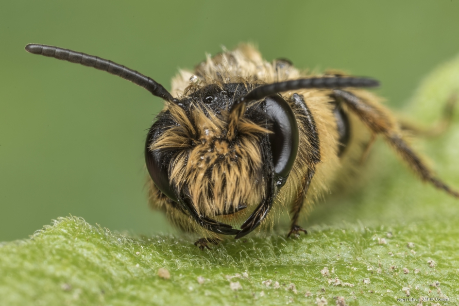 Grasbij - Geleedpotigen - Grasbij