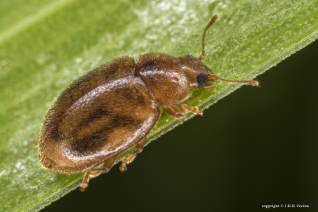 Graslandnepkapoentje