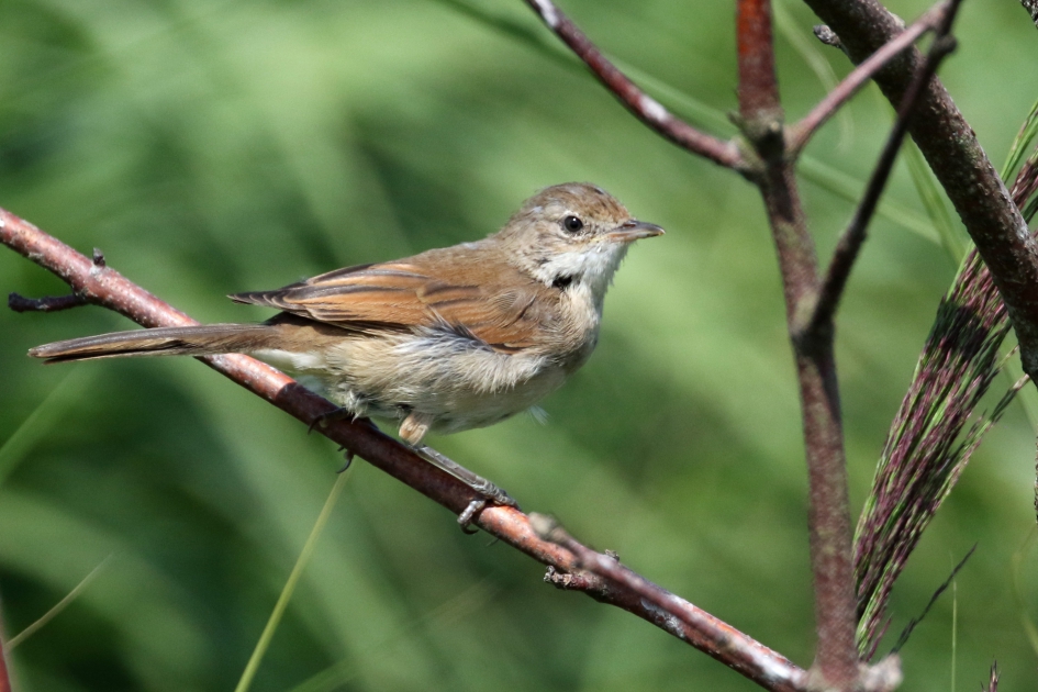 Grasmus (?) - Vogels - 