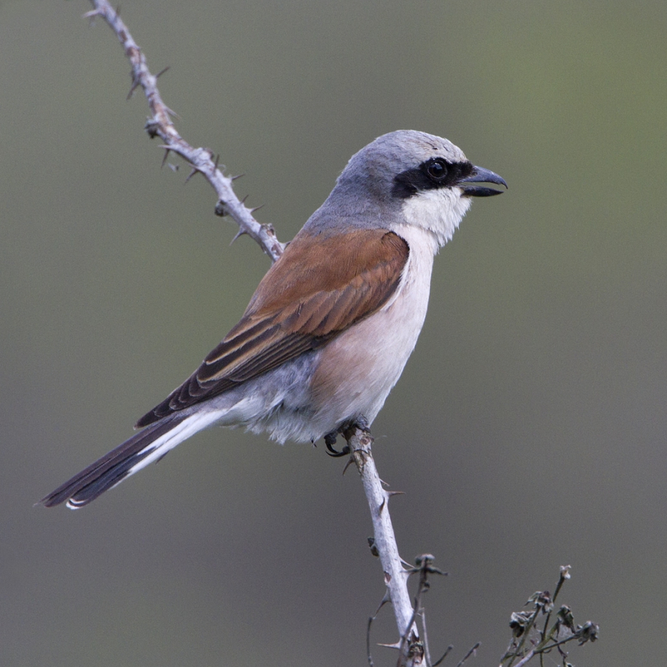 Grauwe Klauwier - Vogels - Grauwe Klauwier