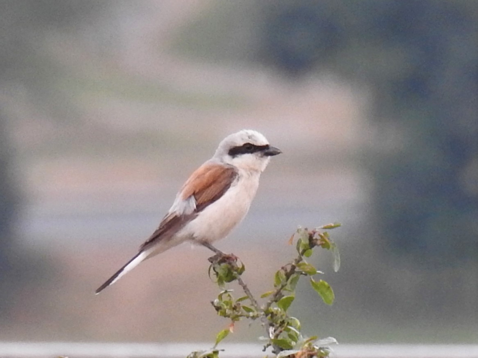 Grauwe klauwier - Vogels - Grauwe klauwier