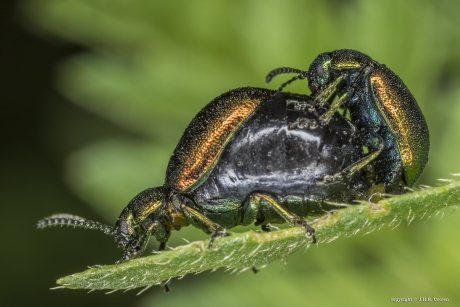 Groen zuringhaantje (Gastrophysa viridula)