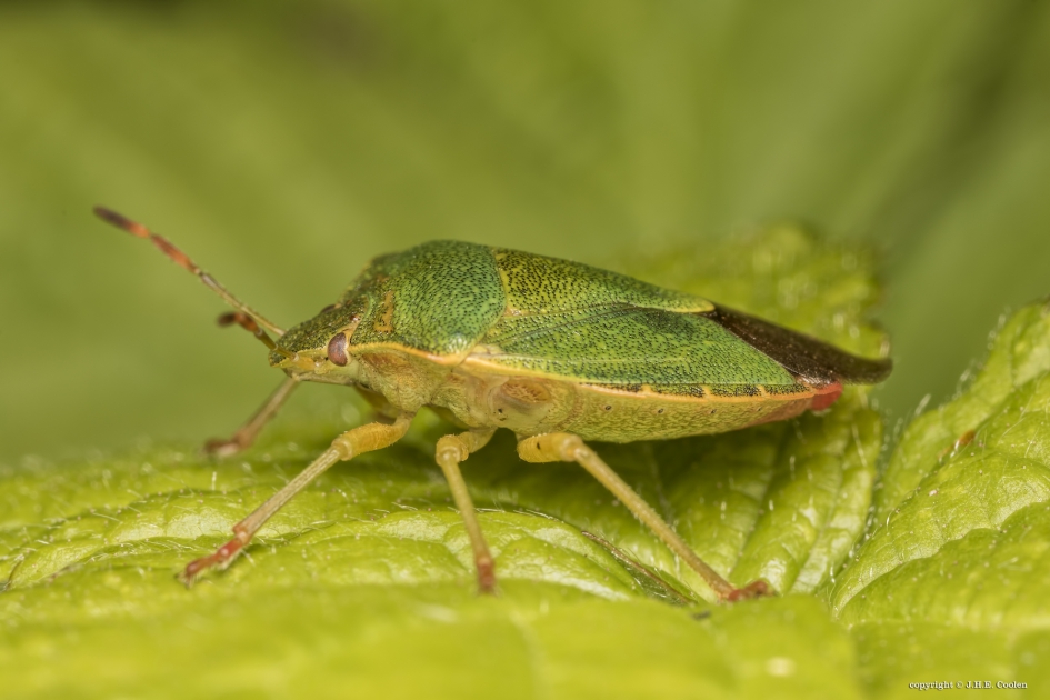 Groene stink schildwants - Geleedpotigen - Groene stink schildwants