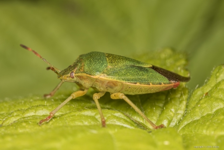 Groene stink schildwants