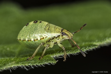 Groene stinkwants (nimf)