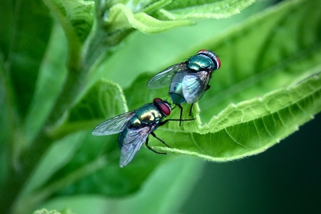 Groene vleesvlieg