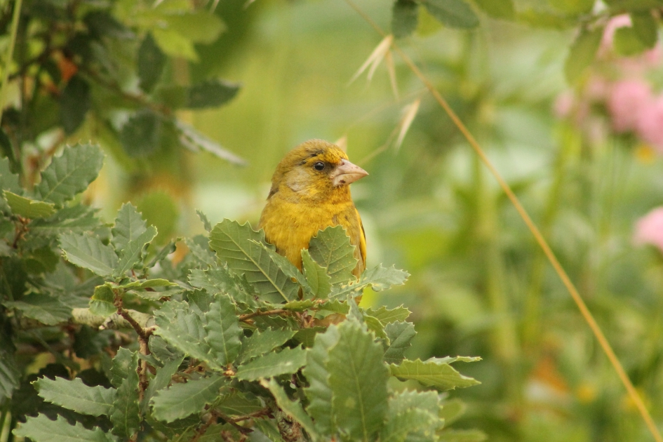 Groenling - Vogels - Groenling