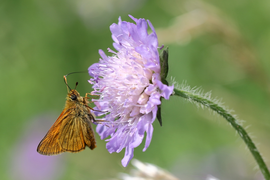groot dikkopje - Geleedpotigen - 