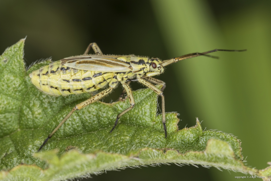 Grote bonte graswants (Leptopterna dolabrata) - Geleedpotigen - Grote bonte graswants