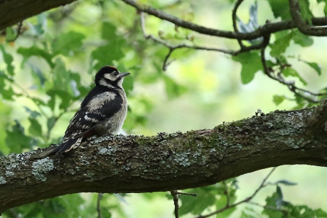 grote bonte specht -juveniel-
