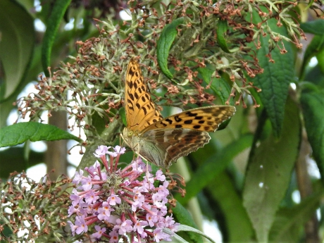 Grote parelmoervlinder