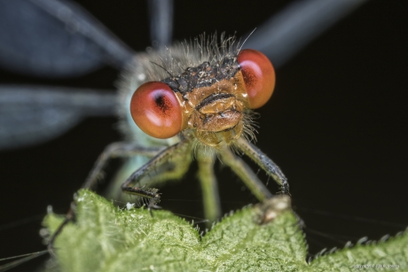 Grote Roodoogjuffer (Erythromma najas)