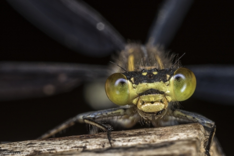 Grote Roodoogjuffer (Erythromma najas)