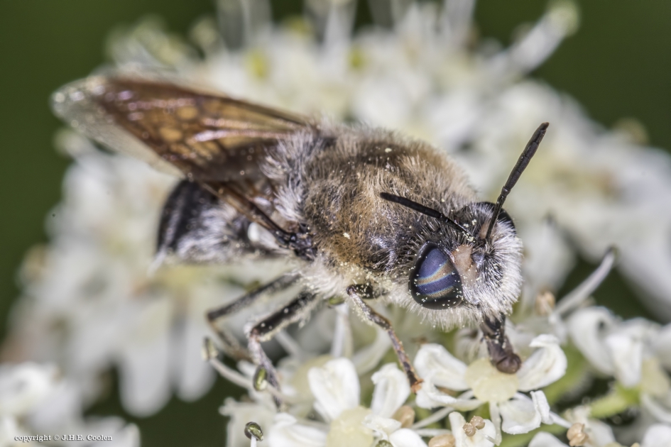 Harige langsprietwapenvlieg - Geleedpotigen - Harige langsprietwapenvlieg