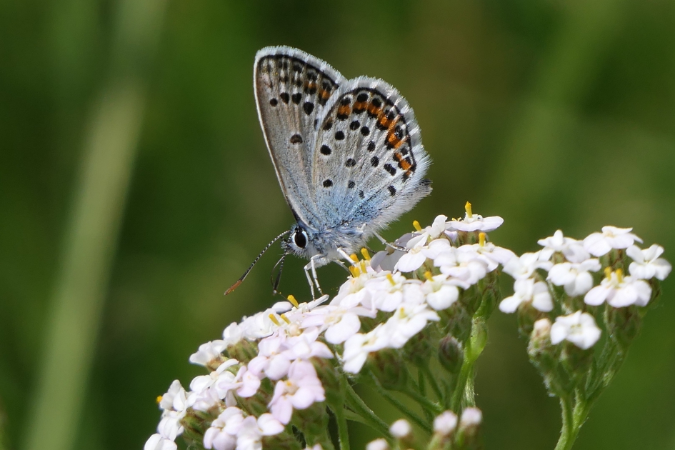 Heideblauwtje - Geleedpotigen - Heideblauwtje