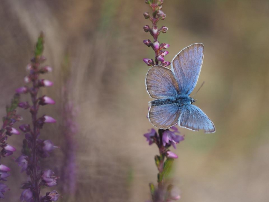 Heideblauwtje - Geleedpotigen - Heideblauwtje