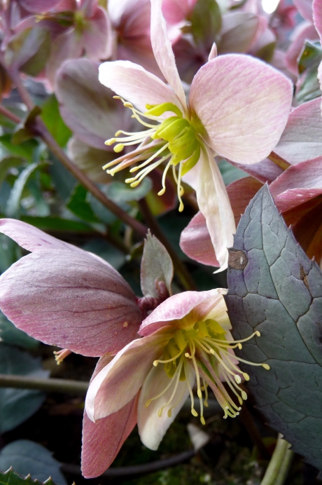 Helleborus