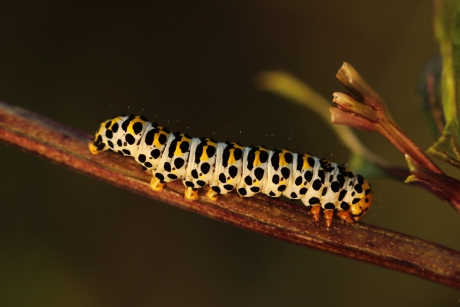 Helmkruidvlinder (rups)