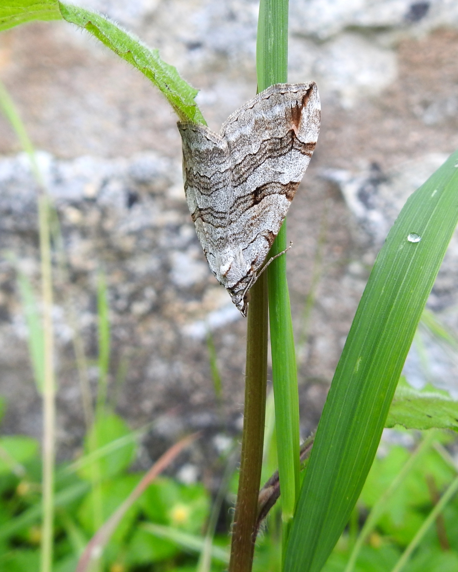Hoekig type - Geleedpotigen - Sint-Janskruidblokspanner
