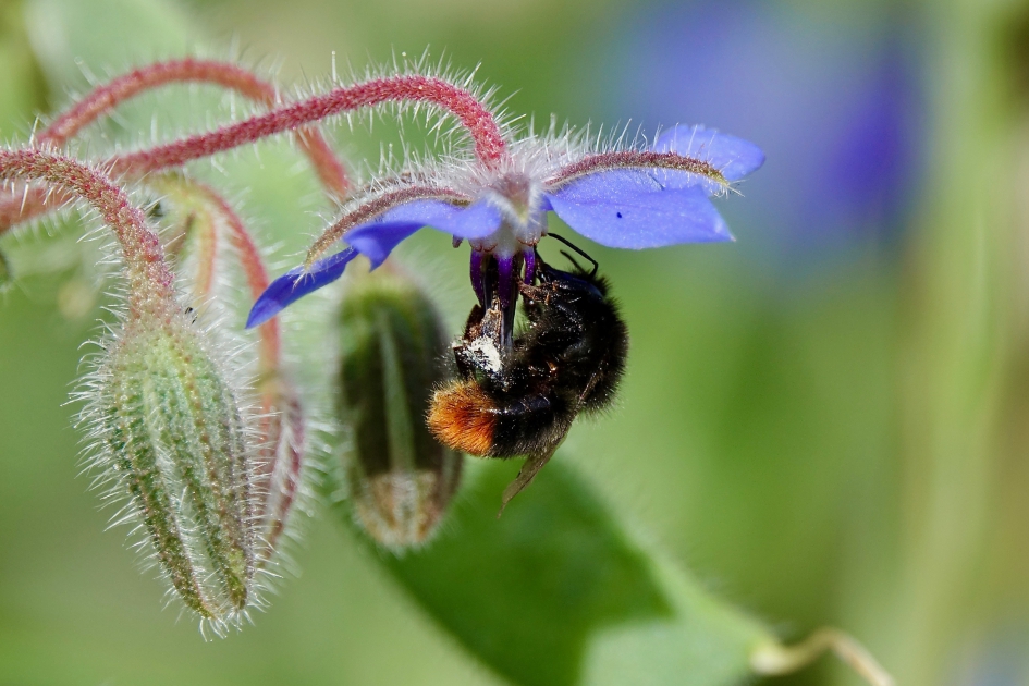 Hommel - Geleedpotigen - Hommel