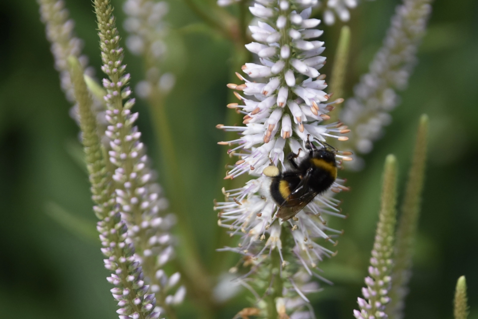 Hommel - Geleedpotigen - 