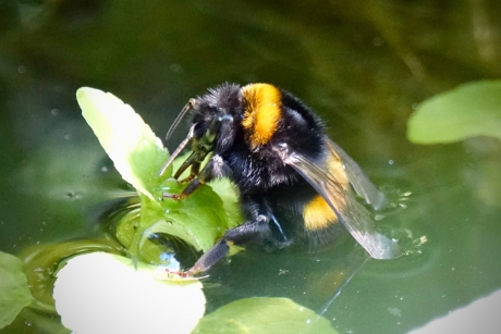 Hommel neemt verkoelend zitbad
