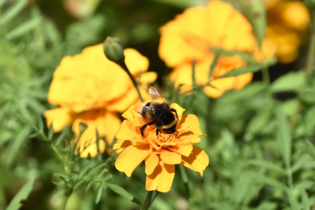 Hommel op afrikaantjes