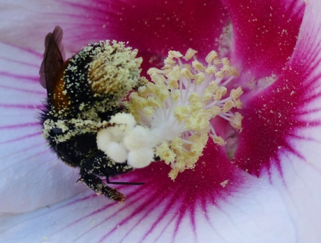 Hommel vol stuifmeel druk aan het werk