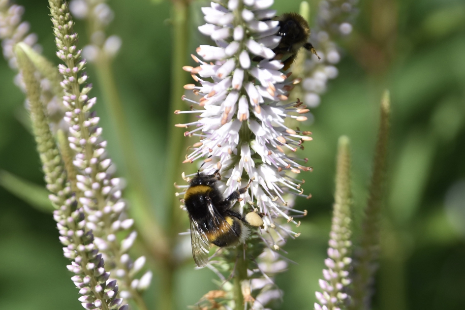 Hommels op Veronicastrum - Geleedpotigen - Weegbreefamilie