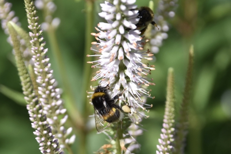 Hommels op Veronicastrum