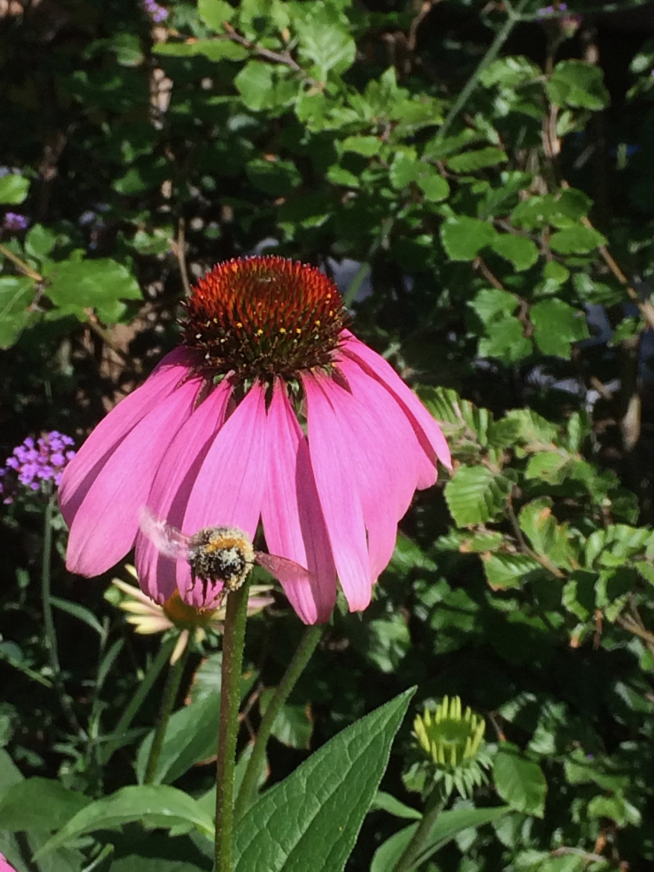 Hommeltje na stuifmeelbad - Geleedpotigen - Hommel