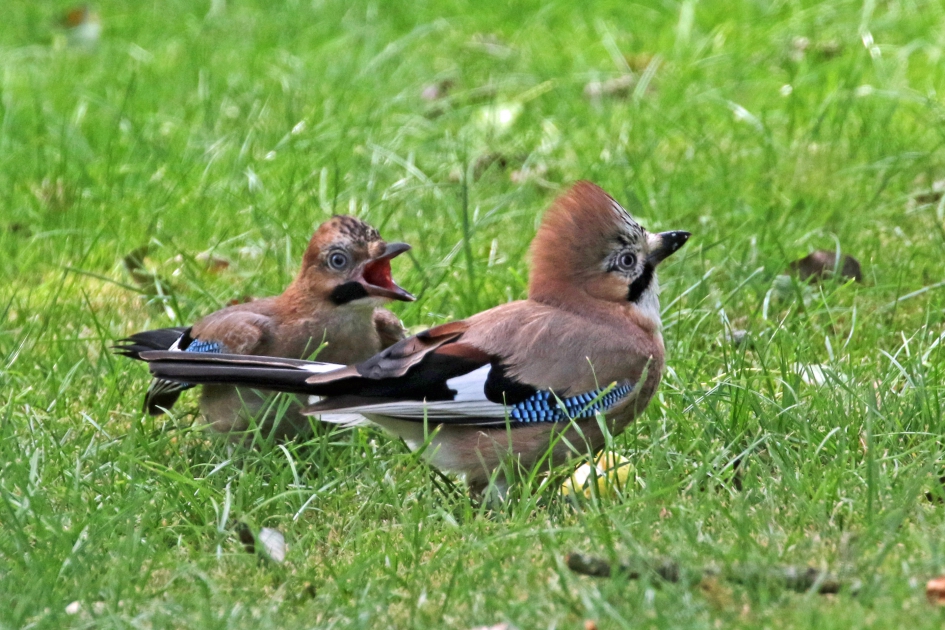 Honger... - Vogels - Gaai