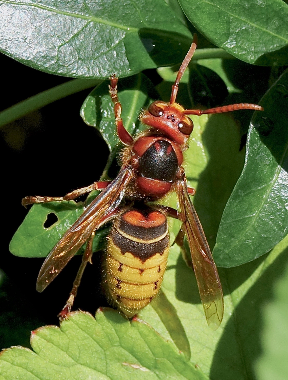 Hoornaar - Geleedpotigen - Hoornaar