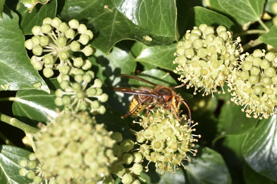 Hoornaar - Geleedpotigen - 