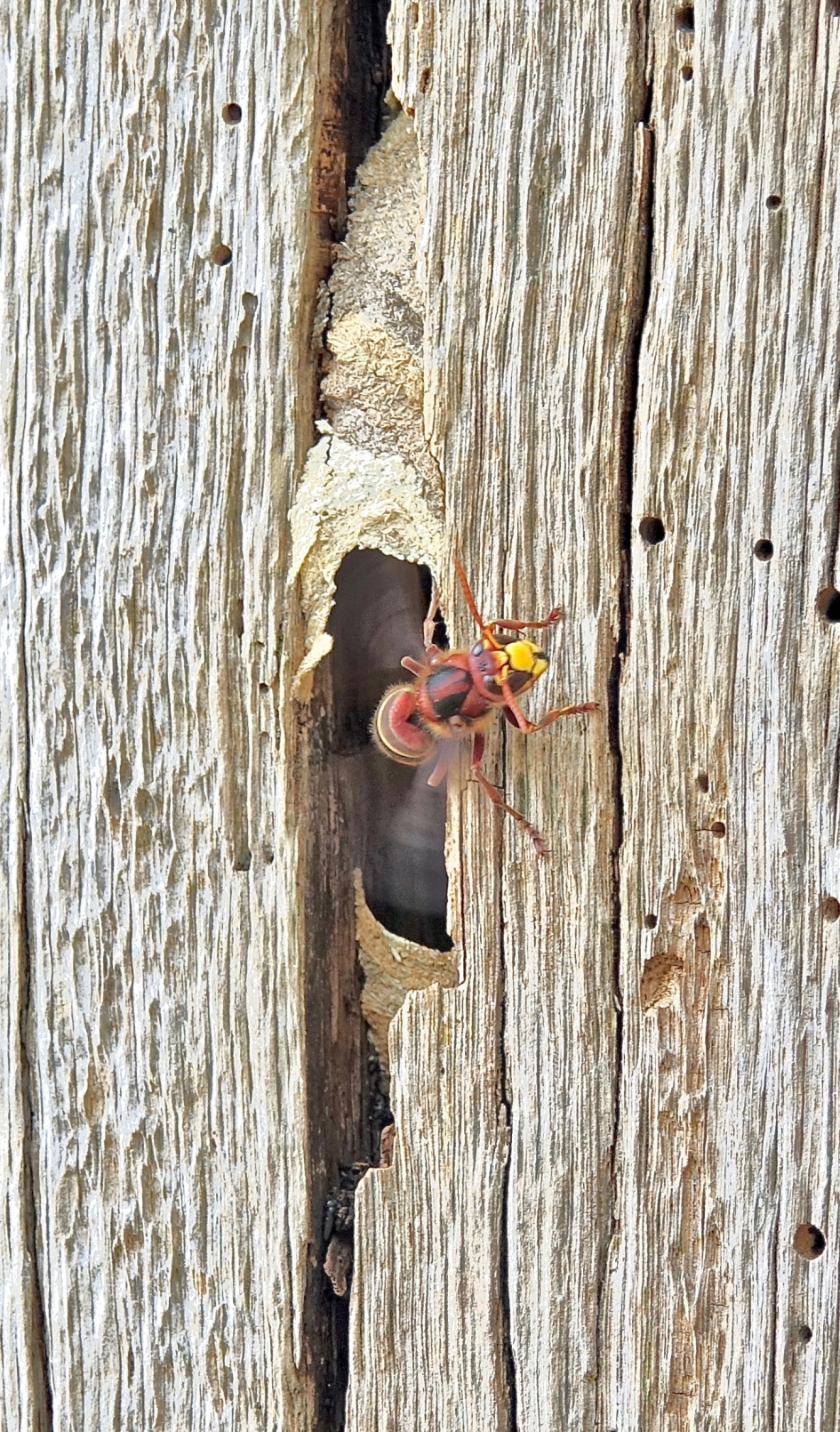 Hoornaar ventilator aan nestingang - Geleedpotigen - Hoornaar