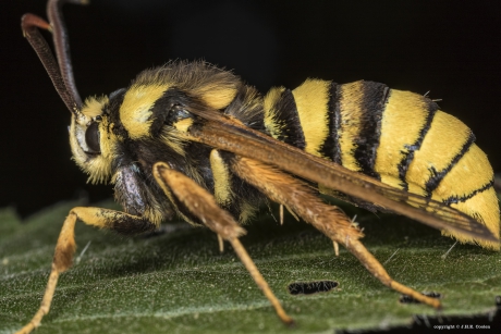 Hoornaarvlinder (Sesia apiformis)